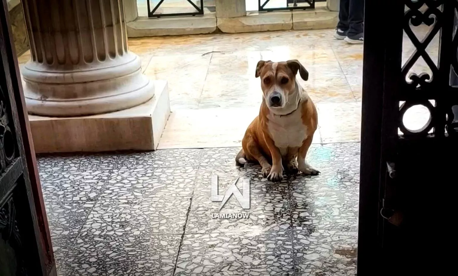 &Epsilon;&lambda;&lambda;ά&delta;&alpha;: &Pi;&iota;&sigma;&tau;ή &sigma;&kappa;&upsilon;&lambda;ί&tau;&sigma;&alpha; &gamma;&iota;&alpha; ώ&rho;&epsilon;&sigmaf; έ&xi;&omega; &alpha;&pi;ό &delta;&iota;&kappa;&alpha;&sigma;&tau;ή&rho;&iota;&omicron;-&Delta;&epsilon;ί&tau;&epsilon; &tau;&omicron; &sigma;&upsilon;&gamma;&kappa;&iota;&nu;&eta;&tau;&iota;&kappa;ό &beta;ί&nu;&tau;&epsilon;&omicron;