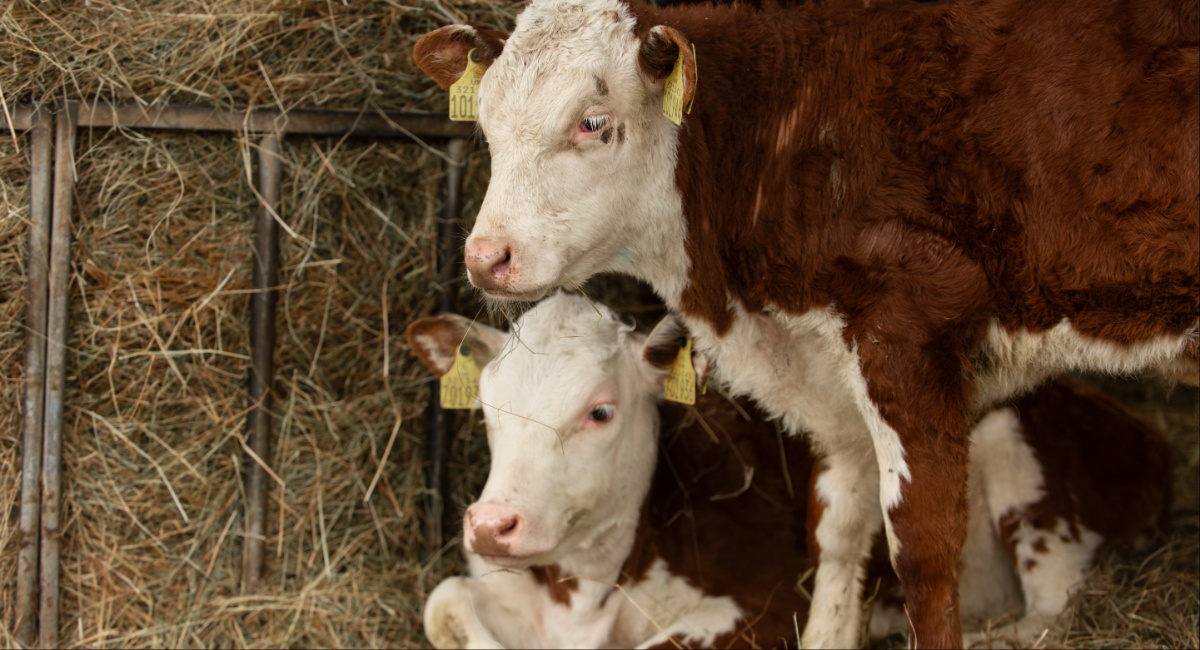 Φυλακτού: Συνεργασία μέσω Τεχνικής Επιτροπής για Υγεία για αφθώδη πυρετό