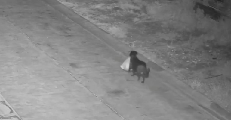 ΒΙΝΤΕΟ: Ιδιοκτήτης εκπαίδευσε τον σκύλο του να πετάει παράνομα σκουπίδια