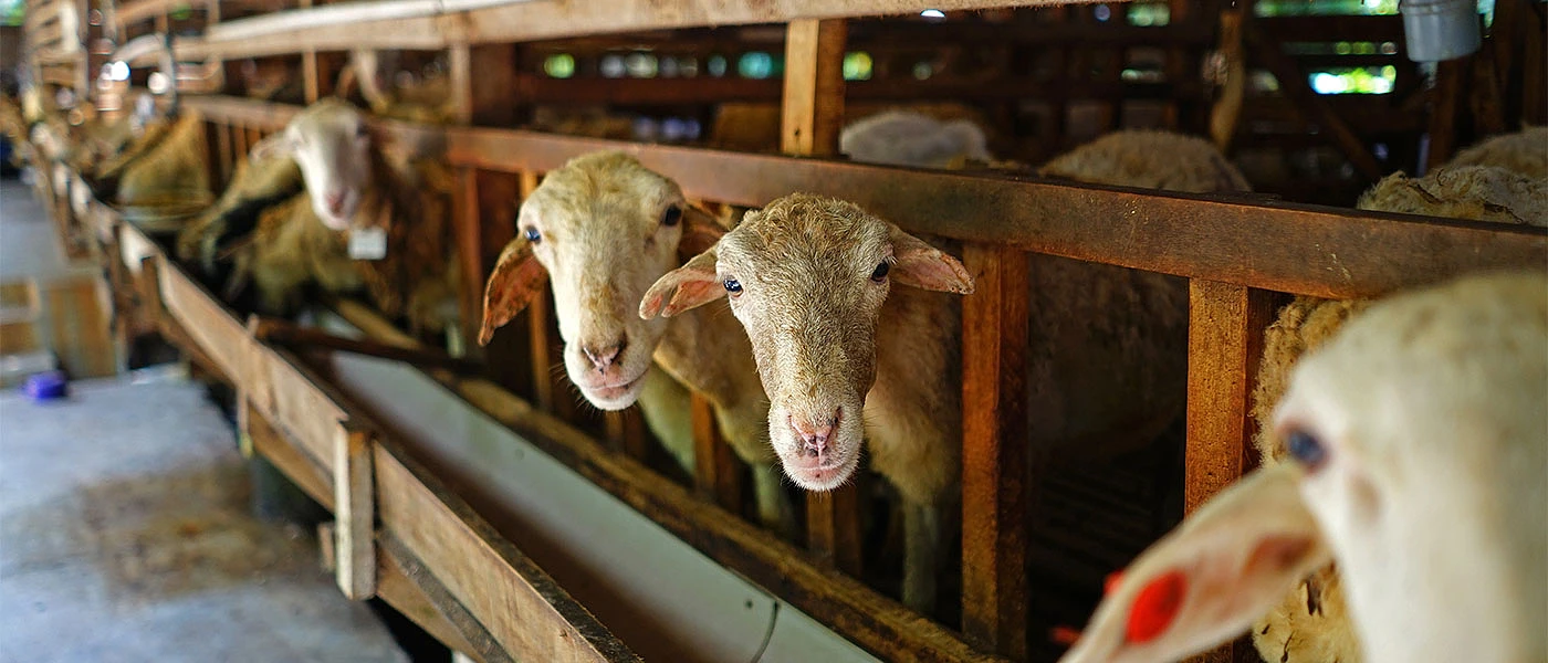 Αφθώδης πυρετός: Καθολική απαγόρευση μετακινήσεων ζώων και ζωοτροφών