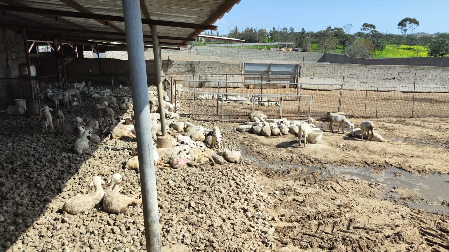 Αφθώδης πυρετός: «Προτεραιότητα η μη εξάπλωση του ιού» - Ζητούν παρέμβαση ΠτΔ