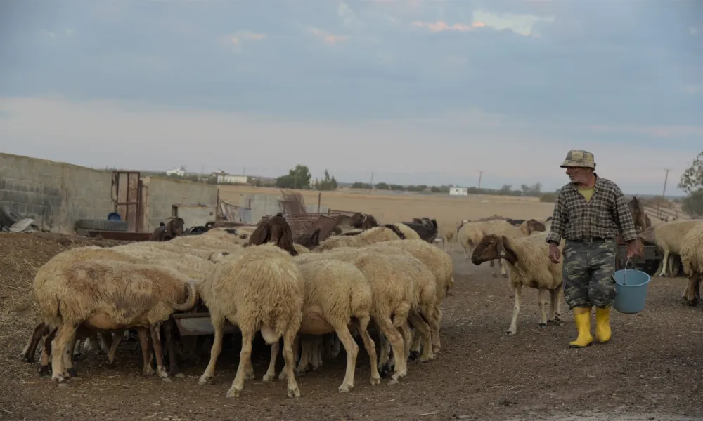 Αφθώδης πυρετός: Οι τρόποι μετάδοσης του ιού- Μπορεί να επηρεάσει τον άνθρωπο;