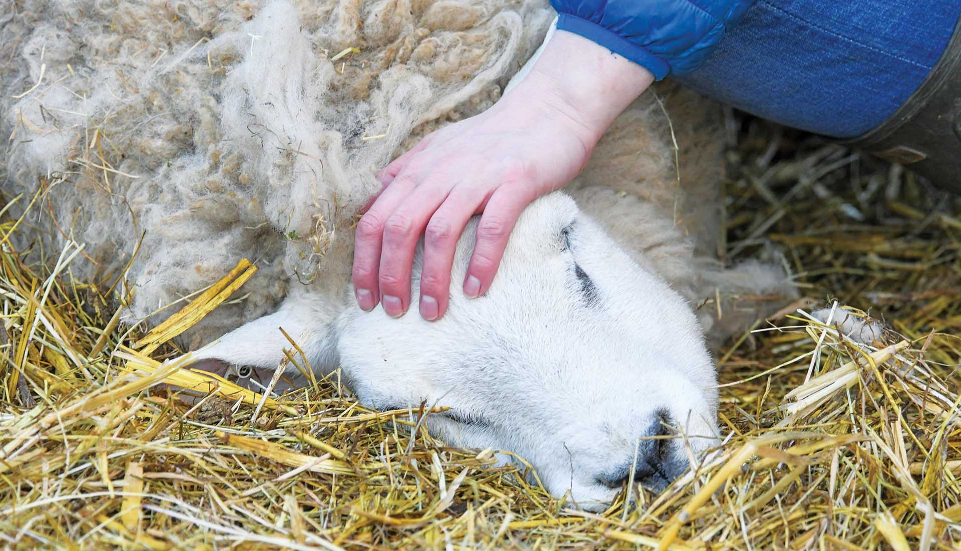 Δήμοι Λεμεσού: Εφαρμόζονται οδηγίες για απολυμάνσεις σε κτηνοτροφικές περιοχές
