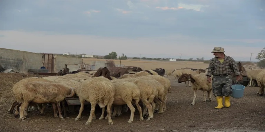 ΟΚΥπΥ: Ψυχολογική Στήριξη προς κτηνοτρόφους που πλήγηκαν από αφθώδη πυρετό
