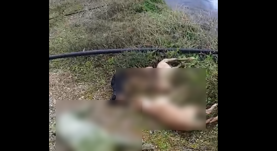 Σκύλοι βρέθηκαν νεκροί στη νεκρή ζώνη- Καταγγελία για απερίφρακτη δεξαμενή