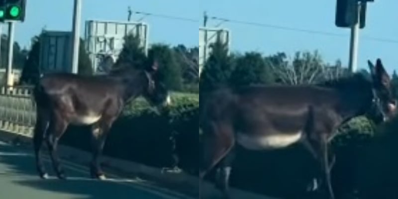 VIDEO: Donkey Wanders the Streets of Paphos