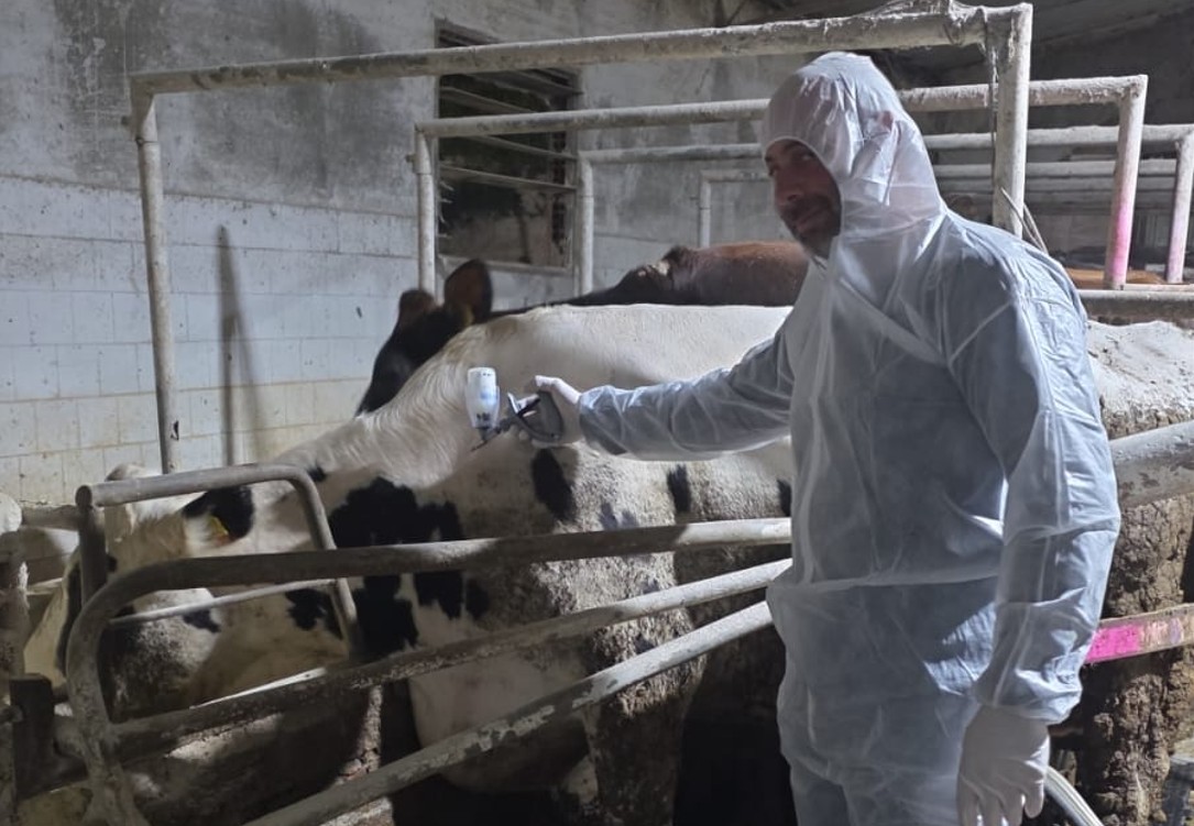 Αφθώδης πυρετός: Φθάνουν σήμερα στην Κύπρο άλλα 50.000 εμβόλια