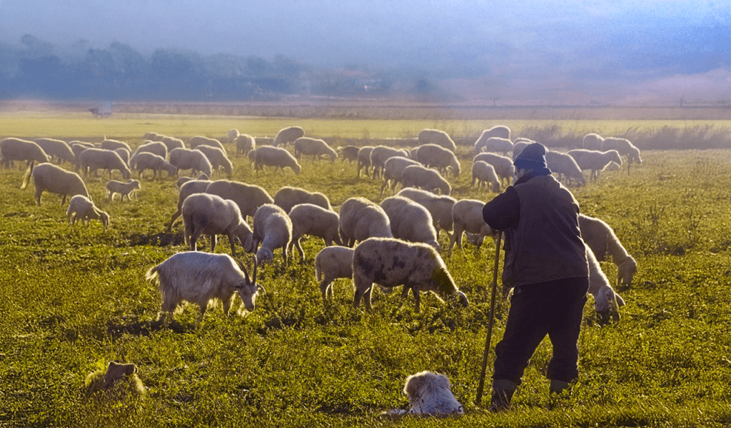 Στρέφονται προς τον ΠτΔ για τον αφθώδη πυρετό οι σύνδεσμοι κτηνοτρόφων