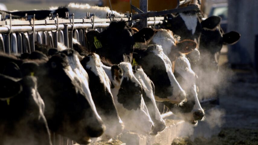 ΕΟΑΛ: Να ληφθούν αποφάσεις για κτηνοτροφία με στρατηγικό πλάνο