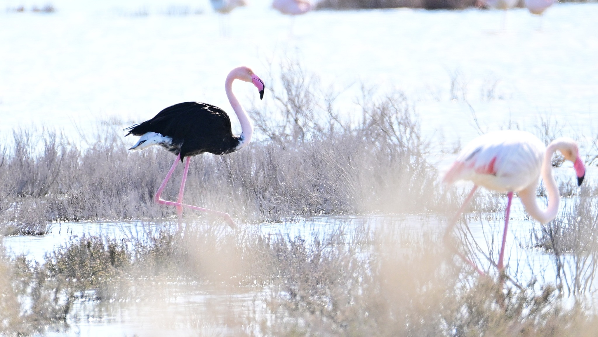 Εντοπίστηκε σπάνιο μαύρο φλαμίνγκο στην Κύπρο (pic)