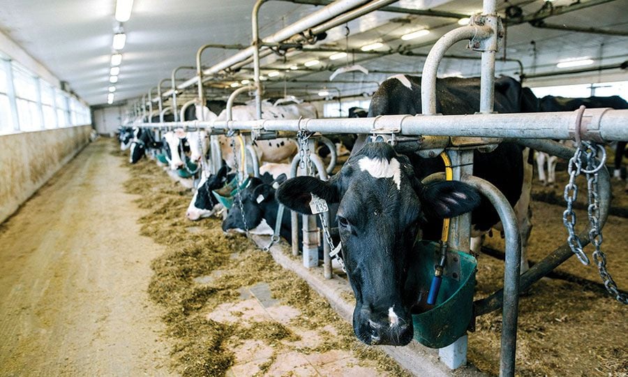 Κτηνοτρόφοι: Εν αναμονή απάντησης ΕΕ στο αίτημα για μη θανάτωση υγιών ζώων