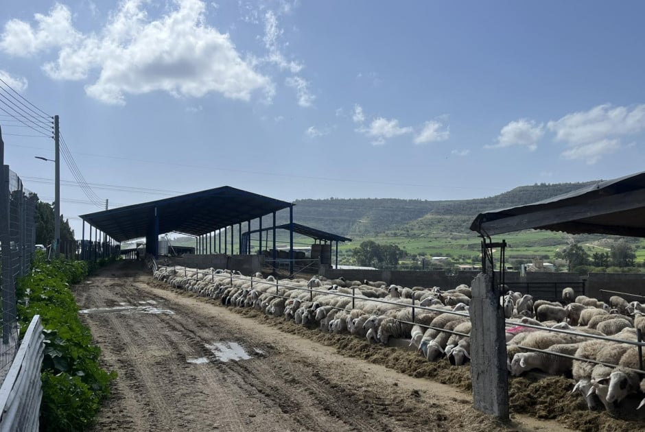 EU Health Commissioner to Visit Cyprus Amid Foot-and-Mouth Disease Outbreak