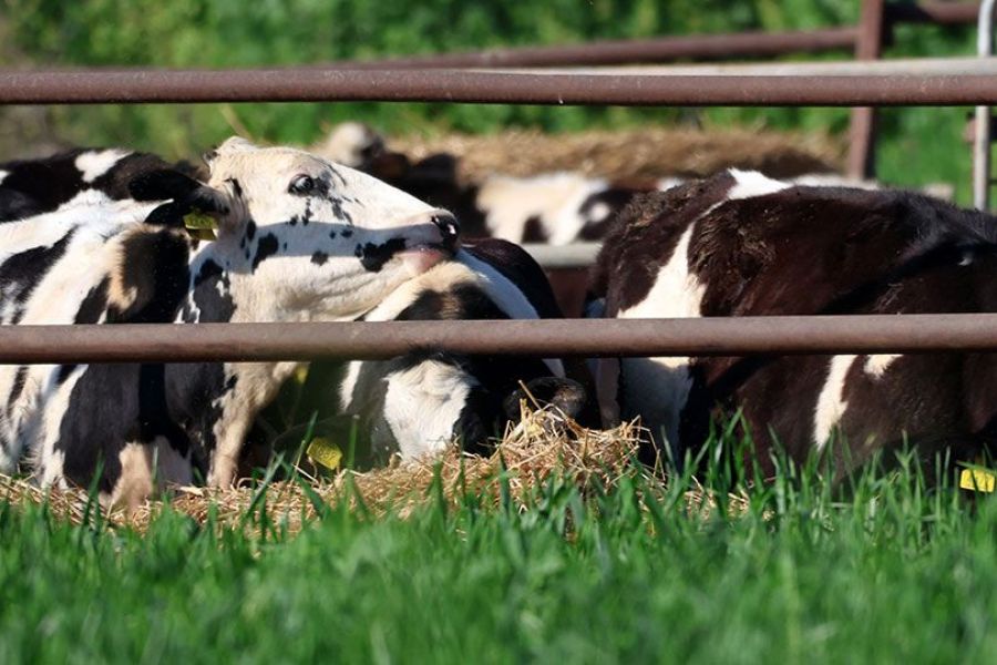 Κτηνιατρικές: Συνεχίζονται οι θανατώσεις ζώων – Έκκληση για τήρηση των μέτρων