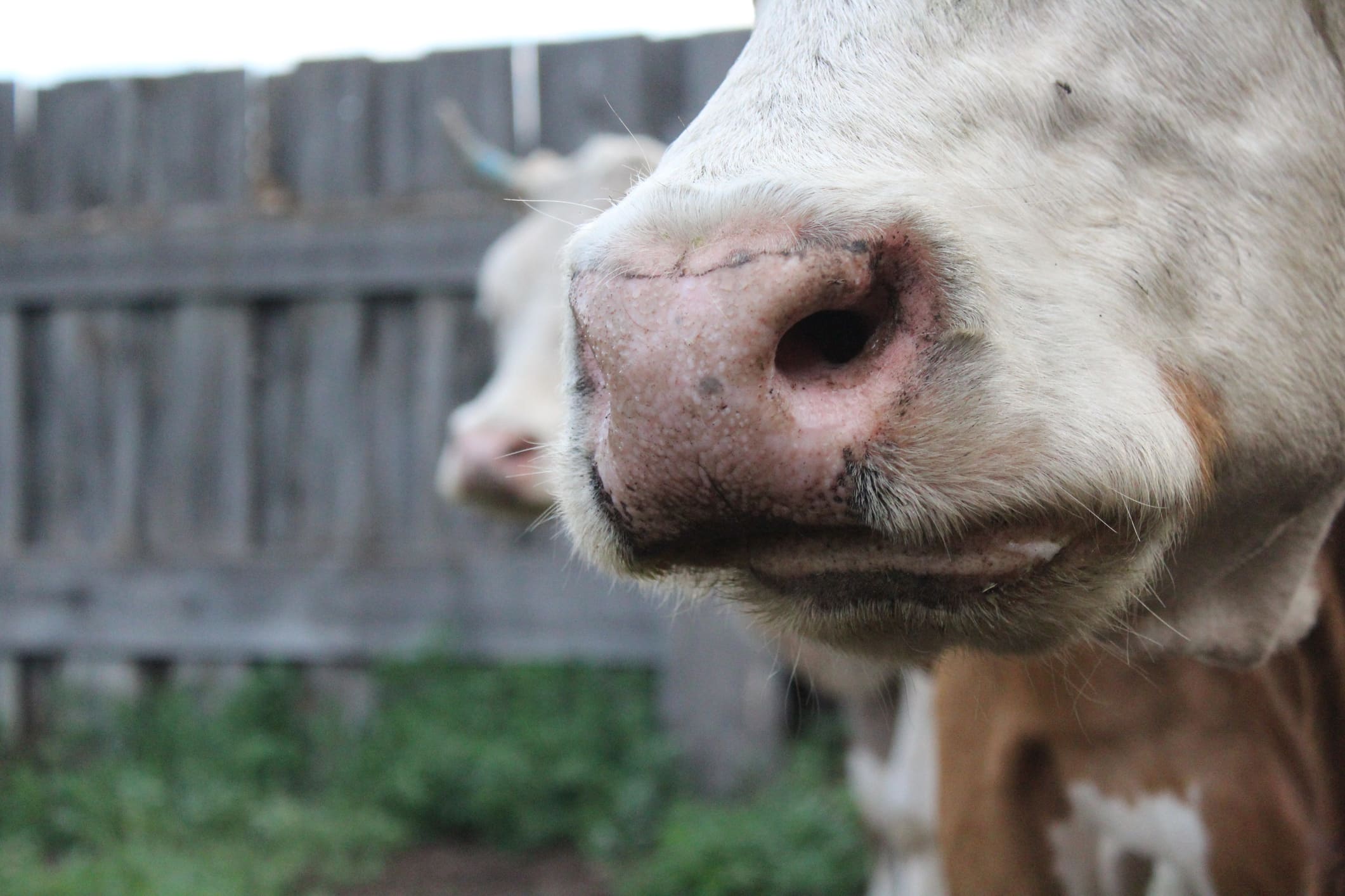 &Omicron;&delta;&eta;&gamma;ί&epsilon;&sigmaf; &alpha;&pi;ό &Upsilon;&pi;. &Gamma;&epsilon;&omega;&rho;&gamma;ί&alpha;&sigmaf; &gamma;&iota;&alpha; &tau;&eta; &mu;&epsilon;&tau;&alpha;&phi;&omicron;&rho;ά &epsilon;&nu;&sigma;&iota;&rho;ώ&mu;&alpha;&tau;&omicron;&sigmaf; &lambda;ό&gamma;&omega; &alpha;&phi;&theta;ώ&delta;&omicron;&upsilon;&sigmaf; &pi;&upsilon;&rho;&epsilon;&tau;&omicron;ύ