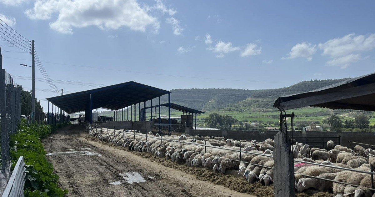 Αφθώδης πυρετός: Άμεσα μέτρα ζητούν τα κόμματα μετά τη συνάντηση Βαρχέλι