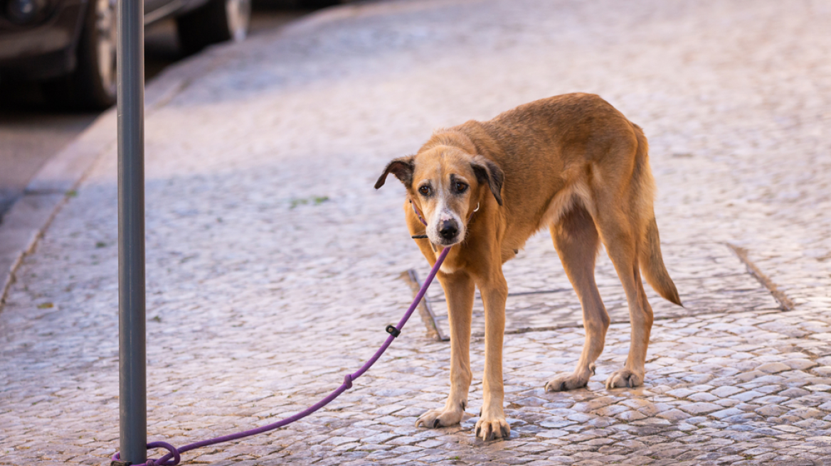 Θεσσαλονίκη: Κακοποιούσε σκύλο μπροστά στο κηδεμόνα του - Δύο συλλήψεις