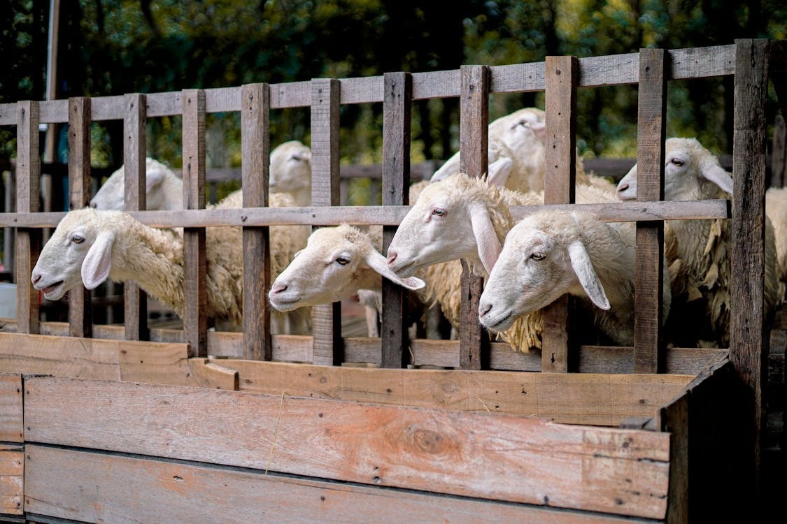 Αφθώδης πυρετός: Σταθερά τα κρούσματα - 38 οι επηρεαζόμενες μονάδες