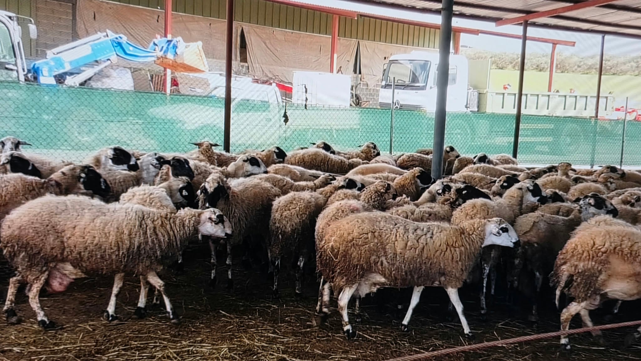 Η Παναγροτική Ένωση χαιρετίζει το πακέτο μέτρων της Κυβέρνησης για κτηνοτροφία