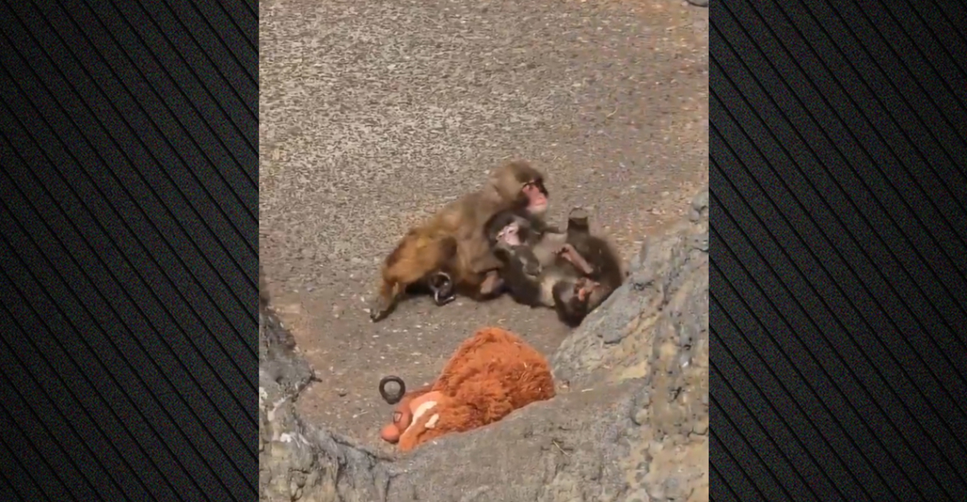 Lonely Monkey Punch Finds Companionship with Female Macaque