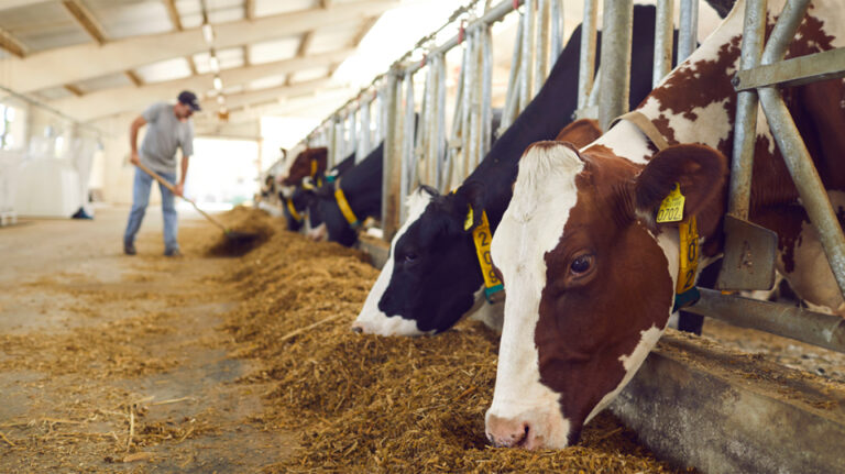 Σιτηροπαραγωγοί: Ζητούν κλείσιμο σημείων διέλευσης για τον αφθώδη πυρετό