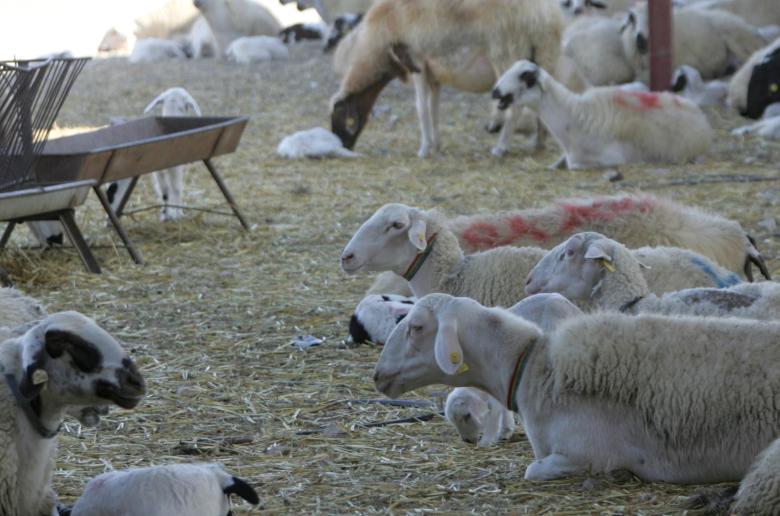 Αφθώδης πυρετός: Δεν υπάρχουν νέα κρούσματα – Αποκλείστηκαν Γέρι και Δάλι