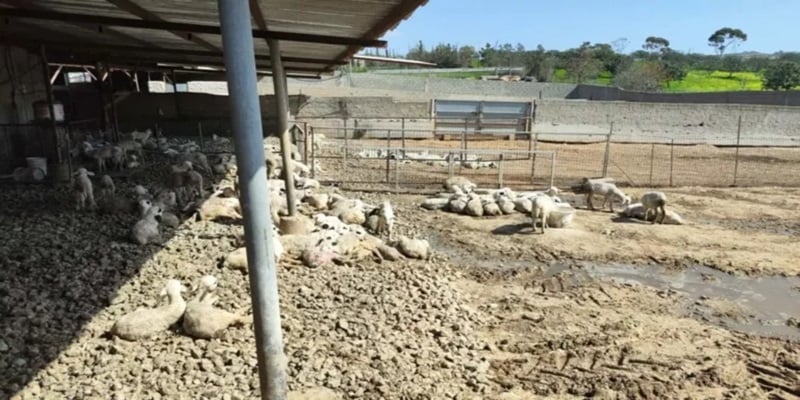 Έκτακτη ενίσχυση Κτηνιατρικών Υπηρεσιών με Σλοβάκους για τον αφθώδη πυρετό