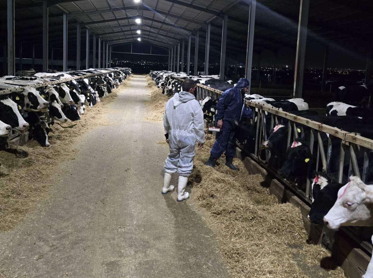 Αφθώδης πυρετός: Εμβολιάστηκαν 85% των βοοειδών και 45% των αιγοπροβάτων