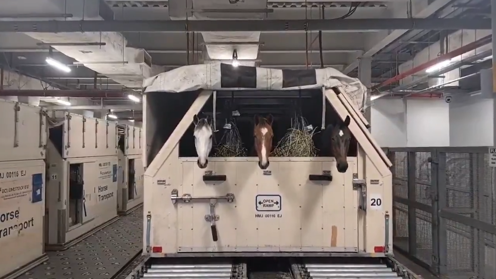 Operation to Rescue 147 Elite Horses from Qatar to Europe