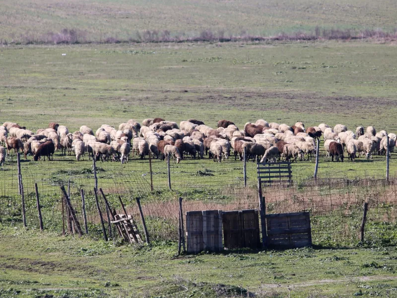 Mytilene: Total Lockdown on Livestock Products Due to Foot-and-Mouth Disease