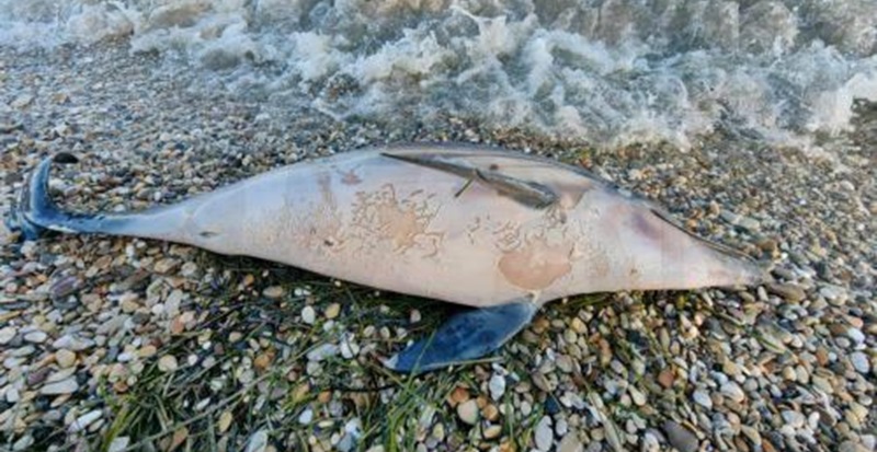 Νεκρό δελφίνι ξεβράστηκε σε παραλία της Πάφου (ΦΩΤΟ)
