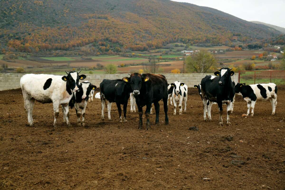 Για κινδύνους από νεκρά ζώα στην Ορούντα κάνει λόγο τοπική οργάνωση
