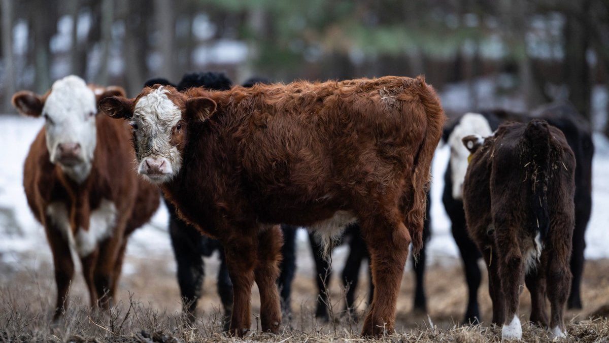 Οι ΒΒ σε πλήρη ευθυγράμμιση με τα μέτρα για αφθώδη στην επαρχία Λάρνακας