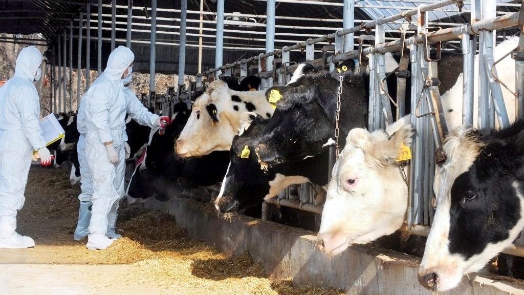 Νέο κρούσμα αφθώδους πυρετού στη Δρομολαξιά – Στις 46 οι επηρεαζόμενες μονάδες