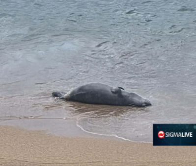 Πάφος: Ξεβράστηκε νεκρή φώκια -Δείτε βίντεο