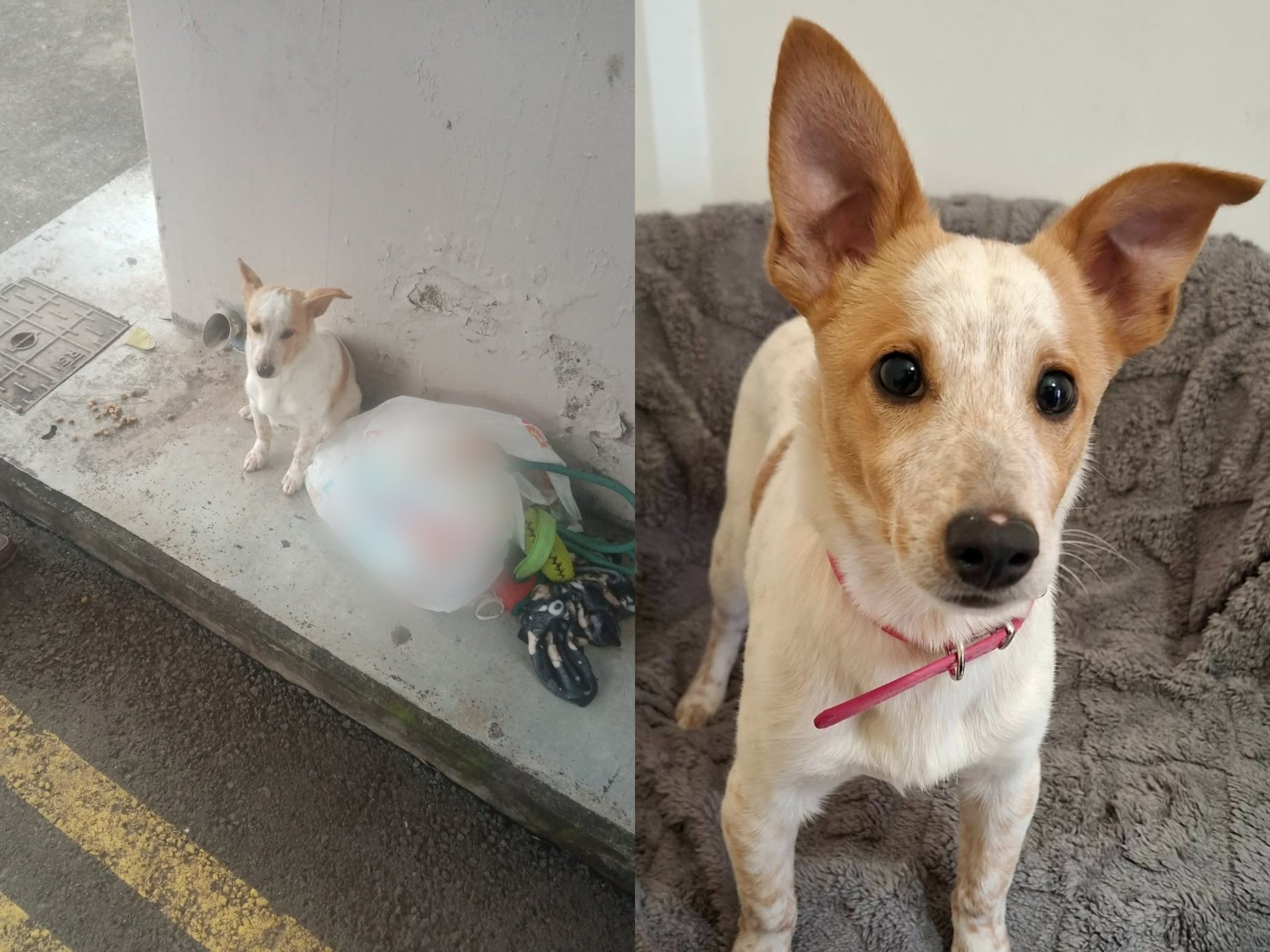 Άσπλαχνοι πολίτες παράτησαν σκυλάκι σε στάση λεωφορείου στη Λεμεσό (ΦΩΤΟ)