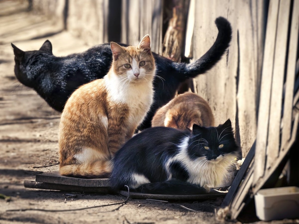 Λευκωσία: Νέα σημεία σίτισης αδέσποτων γάτων και σελίδα «Nicosia Pet Friendly»