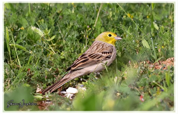 Σπάνιο πτηνό της οικογένειας εμπεριζίδων εμφανίστηκε στη Λεμεσό (ΦΩΤΟ)