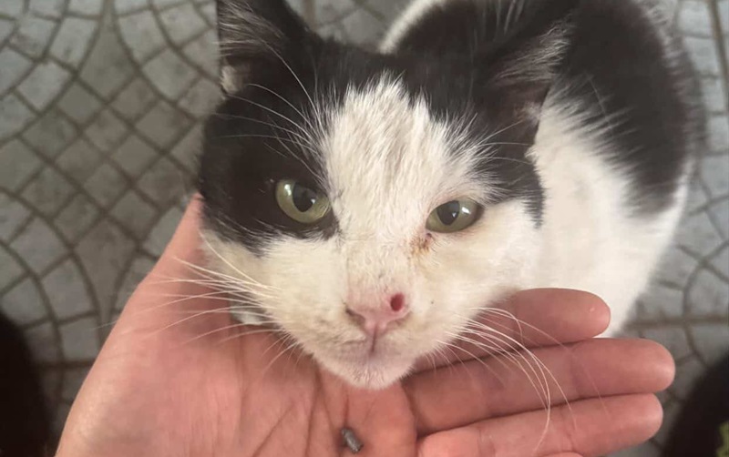 Φρίκη στην Πάφο: Πυροβόλησαν γατάκι - Καταδικάζει το Κίνημα Οικολόγων (ΦΩΤΟ)