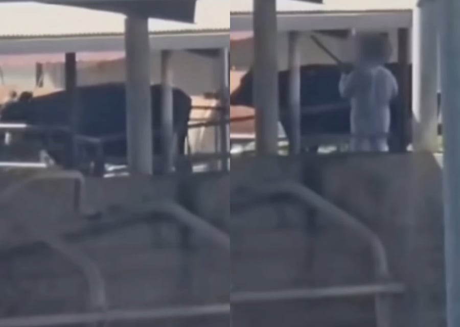 Οργή για θανάτωση αγελάδων με πυροβολισμούς- Τι προνοεί η νομοθεσία (vid)