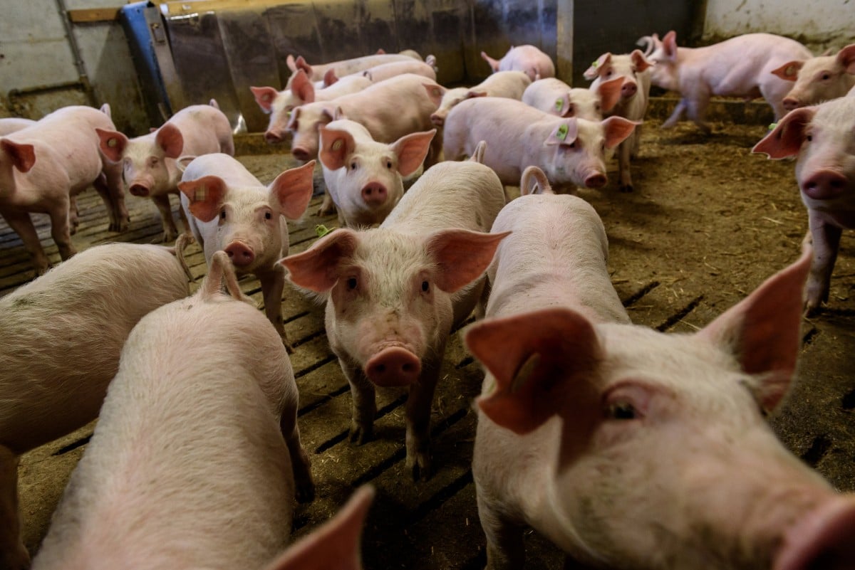 &Sigma;&chi;έ&delta;&iota;&omicron; &sigma;&tau;ή&rho;&iota;&xi;&eta;&sigmaf; &tau;&eta;&sigmaf; &chi;&omicron;&iota;&rho;&omicron;&tau;&rho;&omicron;&phi;ί&alpha;&sigmaf; &epsilon;&nu;έ&kappa;&rho;&iota;&nu;&epsilon; &tau;&omicron; &Upsilon;&pi;&omicron;&upsilon;&rho;&gamma;&iota;&kappa;ό - &Pi;&omicron;&iota;&omicron;&iota; &omicron;&iota; &delta;&iota;&kappa;&alpha;&iota;&omicron;ύ&chi;&omicron;&iota;