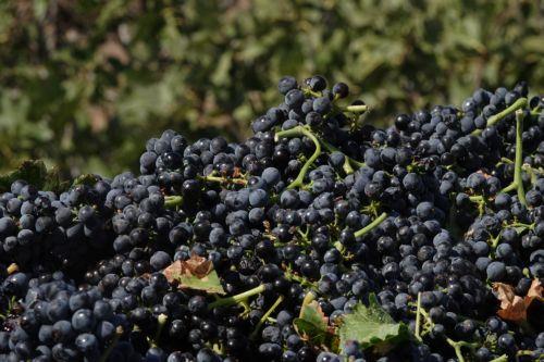 Υπ. Γεωργίας: Αποκατάσταση αμπελουργικών εκτάσεων με κονδύλι €2,5 εκ.