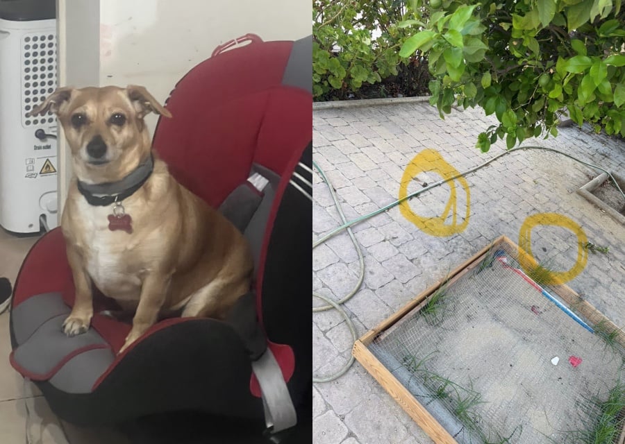 &Omicron;&kappa;&tau;ώ &mu;ή&nu;&epsilon;&sigmaf; &mu;&epsilon;&tau;ά &eta; &omicron;&iota;&kappa;&omicron;&gamma;έ&nu;&epsilon;&iota;&alpha; &tau;&eta;&sigmaf; &Lambda;ί&lambda;&lambda;&upsilon; &psi;ά&chi;&nu;&epsilon;&iota; &alpha;&pi;&alpha;&nu;&tau;ή&sigma;&epsilon;&iota;&sigmaf;- &Kappa;&alpha;&tau;&alpha;&gamma;&gamma;&epsilon;&lambda;ί&alpha; &Omicron;&iota;&kappa;&omicron;&lambda;ό&gamma;&omega;&nu;