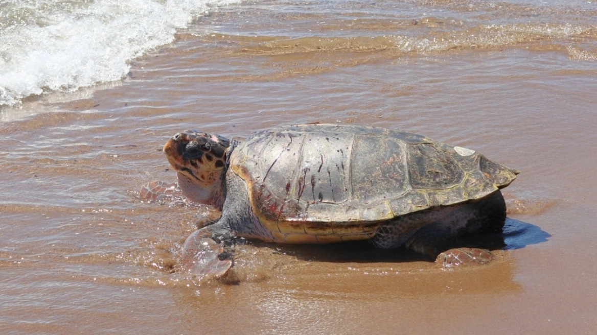 Ελλάδα: Ο «Έβερεστ», η θαλάσσια χελώνα 105 κιλών που νίκησε τον θάνατο (ΦΩΤΟ)