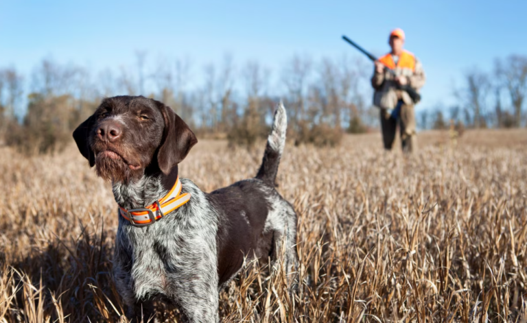 &Pi;&epsilon;&kappa;&rho;ή&sigmaf;: &Pi;&rho;ό&beta;&lambda;&eta;&mu;&alpha; &epsilon;ί&nu;&alpha;&iota; &omicron;&iota; &laquo;&epsilon;&pi;&iota;&kappa;ί&nu;&delta;&upsilon;&nu;&omicron;&iota; &iota;&delta;&iota;&omicron;&kappa;&tau;ή&tau;&epsilon;&sigmaf;&raquo; ό&chi;&iota; &omicron;&iota; &laquo;&epsilon;&pi;&iota;&kappa;ί&nu;&delta;&upsilon;&nu;&omicron;&iota; &sigma;&kappa;ύ&lambda;&omicron;&iota;&raquo;