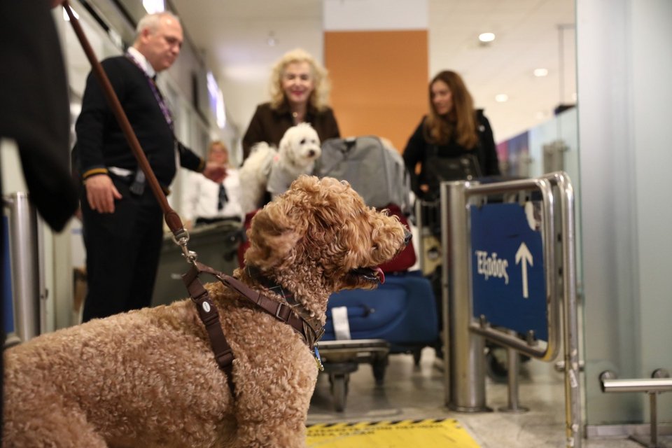&Eta;&Alpha;&Epsilon;: &Epsilon;&nu; &tau;&omega; &mu;&epsilon;&tau;&alpha;&xi;ύ &sigma;&tau;&omicron; &Nu;&tau;&omicron;&upsilon;&mu;&pi;ά&iota;, &phi;&epsilon;&sigma;&tau;&iota;&beta;ά&lambda; &sigma;&kappa;ύ&lambda;&omega;&nu; &sigma;&alpha;&nu; &nu;&alpha; &mu;&eta;&nu; &sigma;&upsilon;&mu;&beta;&alpha;ί&nu;&epsilon;&iota; &tau;ί&pi;&omicron;&tau;&alpha;