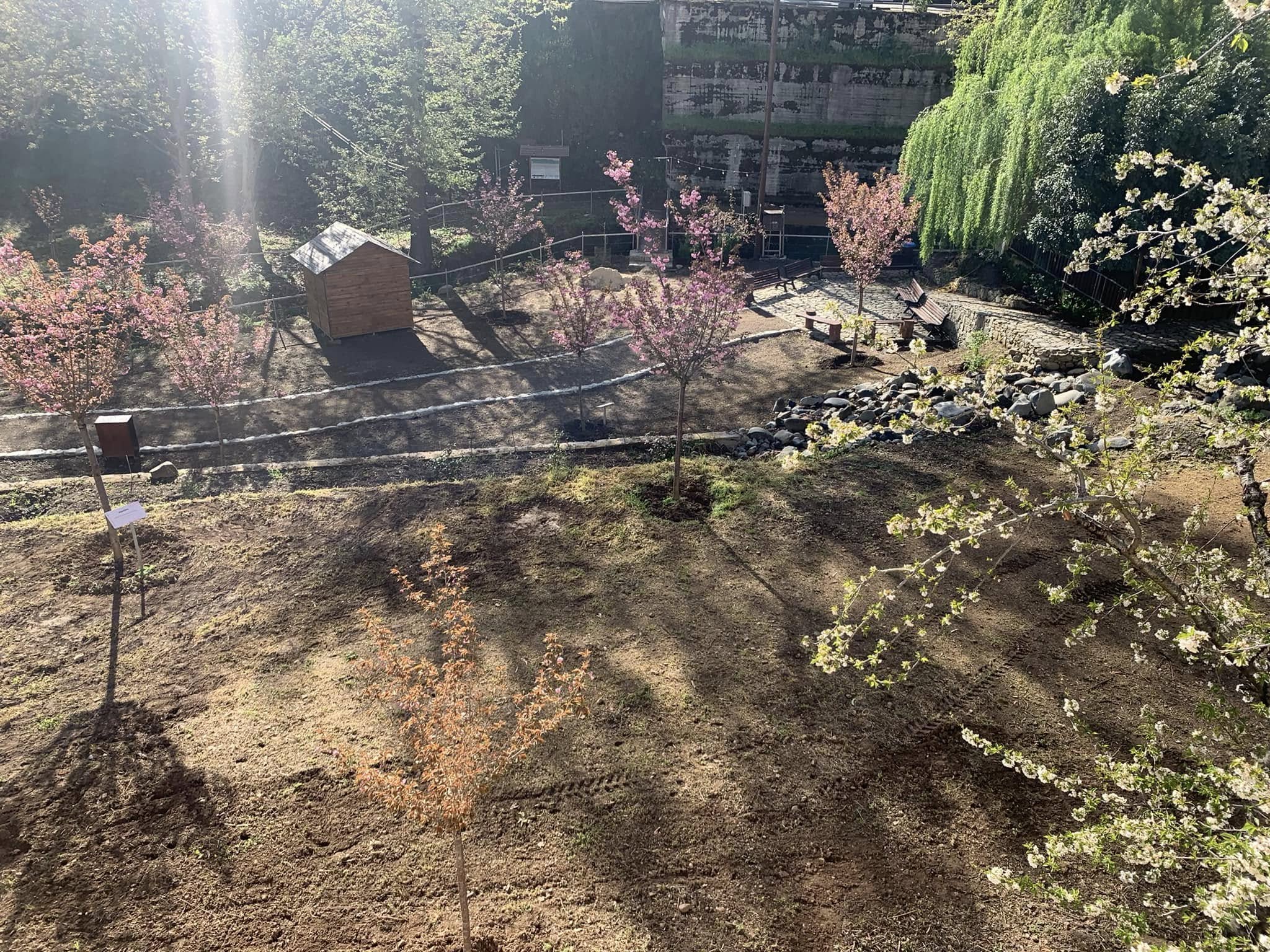 Άνθισαν οι ιαπωνικές κερασιές Sakura στον Κάμπο Τσακκίστρας (pics)