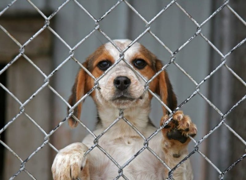 Αντίδραση φιλοζωικών για ανάρτηση υποψηφίου της ΔΗΠΑ- «Προσβλητικές αναφορές»