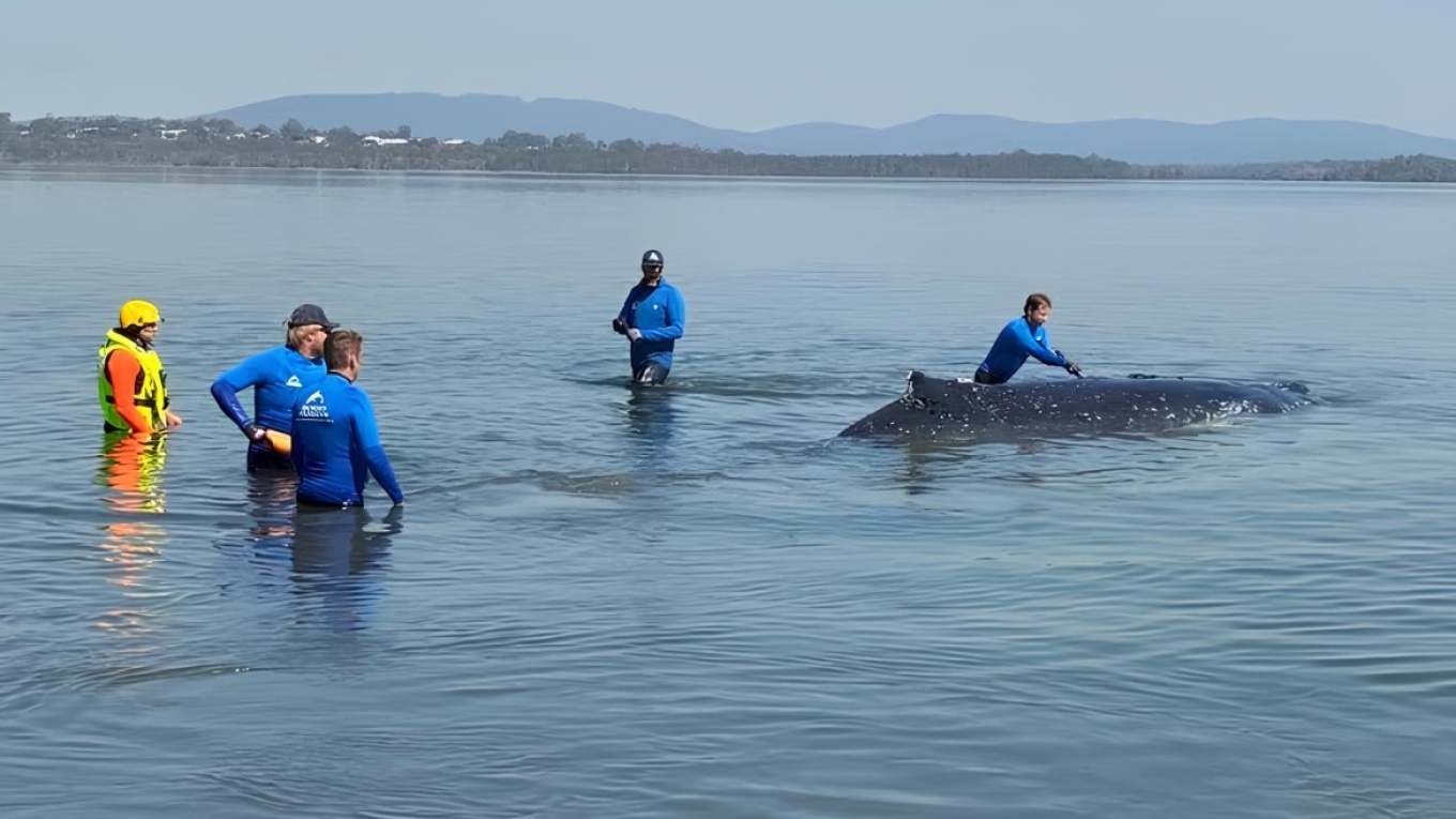 Αυστραλία: 24ωρη επιχείρηση για φάλαινα που εγκλωβίστηκε σε ρηχά νερά