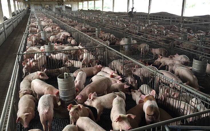 &Alpha;&phi;&theta;ώ&delta;&eta;&sigmaf; &sigma;&epsilon; &chi;&omicron;ί&rho;&omicron;&upsilon;&sigmaf;: &laquo;A&nu; &kappa;&omicron;&lambda;&lambda;ή&sigma;&omicron;&upsilon;&nu; &omicron;&iota; &mu;&omicron;&nu;ά&delta;&epsilon;&sigmaf; &epsilon;&kappa;&epsilon;ί, &theta;&alpha; &mu;&iota;&lambda;ά&mu;&epsilon; &gamma;&iota;&alpha; 20,000 &zeta;ώ&alpha;&raquo;