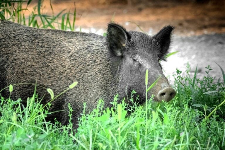 &Rho;&omicron;&mu;&pi;ό&tau; &kappa;&upsilon;&nu;&eta;&gamma;ά &alpha;&gamma;&rho;&iota;&omicron;&gamma;&omicron;ύ&rho;&omicron;&upsilon;&nu;&alpha; &sigma;&tau;&omicron;&upsilon;&sigmaf; &delta;&rho;ό&mu;&omicron;&upsilon;&sigmaf; &tau;&eta;&sigmaf; &Beta;&alpha;&rho;&sigma;&omicron;&beta;ί&alpha;&sigmaf; &kappa;&alpha;&iota; &gamma;ί&nu;&epsilon;&tau;&alpha;&iota; viral
